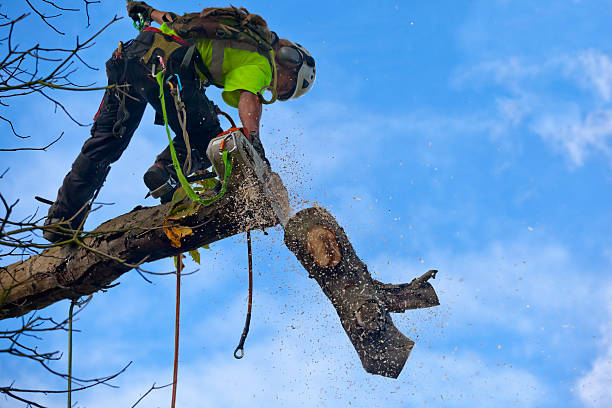 Professional Tree Care in Mayville, MI